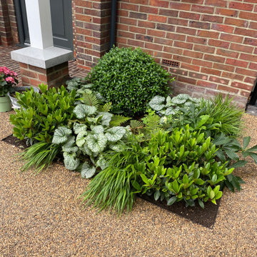 Shady front driveway planting