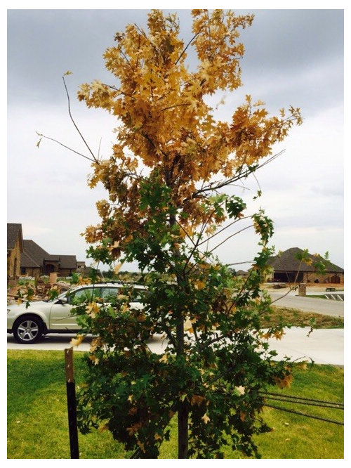Why is my new tree dying?