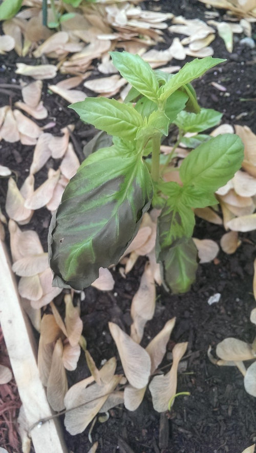 Basil turning gray and beans wilting(?)