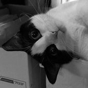 Foto von Alisa Ricketts