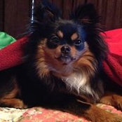 Karlee Corwell's photo