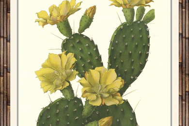 Framed Vintage Cactus Print circa 1895