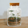 Serene Spaces Living Terrarium Vase with Cork, Jar