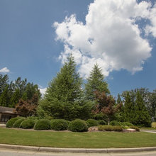 595 Willow Oak