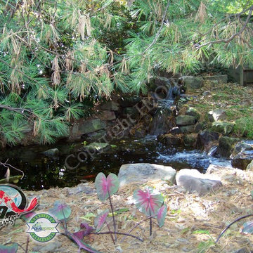 KOI Pond, Backyard Pond & Small Pond Ideas for your Kentucky Landscape