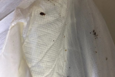Bedbug Removal in Chicago