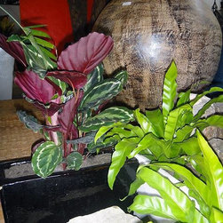 Container gardening - Products