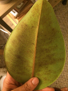Rubber tree disease?? Please help! | Houzz Forum