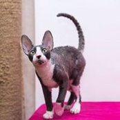 Inga Baranova Ingalidi Cattery's photo