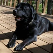 Diane Plocek's photo