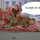 Ciao BowWow