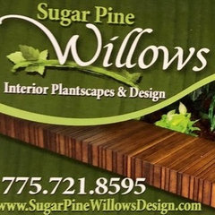 Sugar Pine Willows
