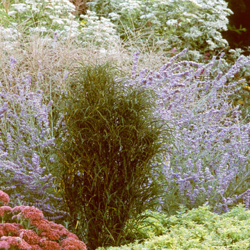 Fine Line Rhamnus