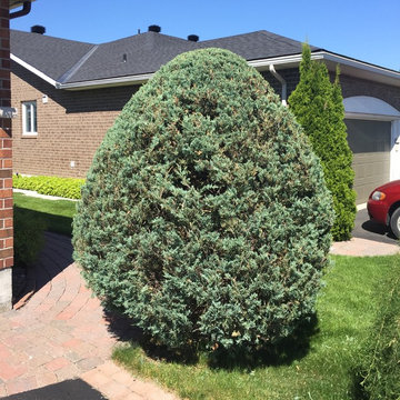 Hedge Trimming