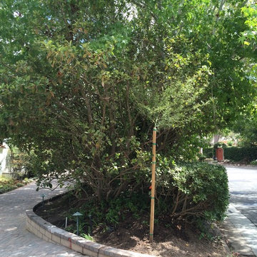 Monterrey Pine Removal & Tree Planting - La Jolla, CA 92037