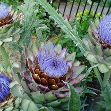 Gardens & Plants