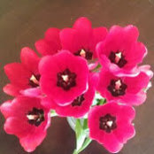 Neremaan Qureshi's photo