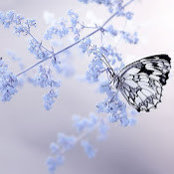Nuha Murshid's photo