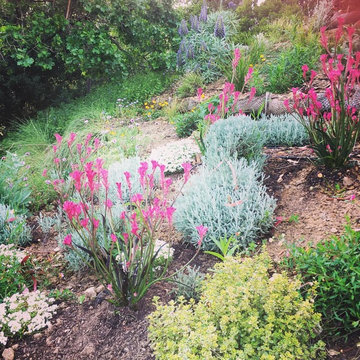 Marin Edible & Pollinator Garden