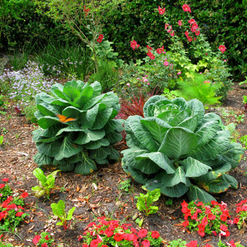Vibrant Colorful Vegetable Beds & Mini-Food Forestsget