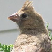 Susan Babuska's photo