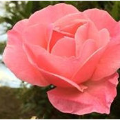 Rose Mcilhone's photo