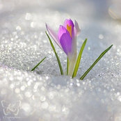 Allison Aylsworth's photo