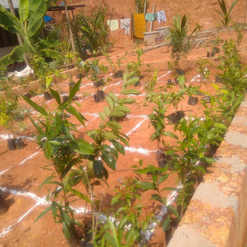 Miyawaki Forest Experts in Kerala | India | Nellickal Nursery | Anish Nellickal