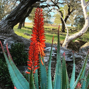Sonoma County Garden