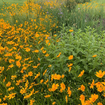 Native Plant Landscaping, Hardscaping, and Bioswales