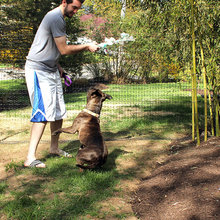 dog fencing
