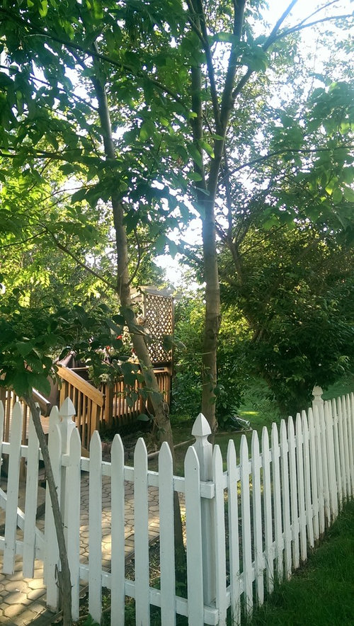 Shorten tree next to house