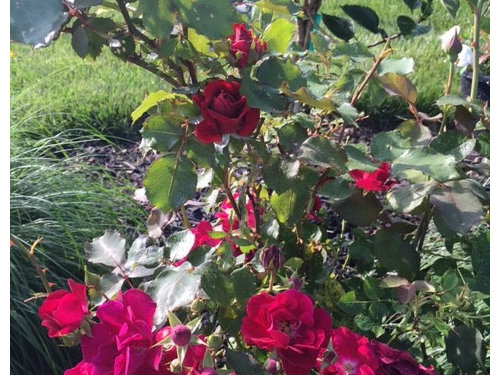 Knockout Rose Mysteriously Growing In Old Red Rose Bush