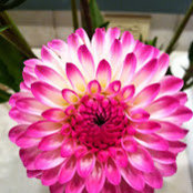 Mary Kate Williams's photo