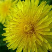 Aimee Mulaner's photo