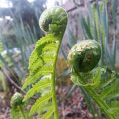 nearlyterwilligers foto