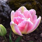Susan Files's photo