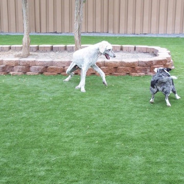 Pet Yard