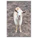 DDCG - Curious Baby Goat Photography 32x48 Canvas Wall Art - With a touch of rustic, a dash of industrial, and a pinch of modern elegance, this wall art helps you create a warm and welcoming space in your home. Digitally printed on demand with custom-developed inks, this  design displays vibrant colors proven not to fade over extended periods of time. The result is a beautiful piece of artwork worthy of showcasing in your home.