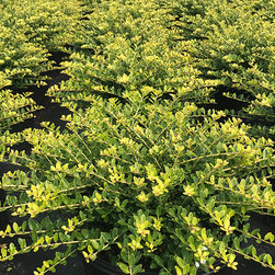 Current Featured Plants - Products