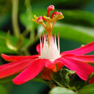 Tropical Design