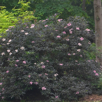 Black Beauty™ Elderberry (Sambucus)