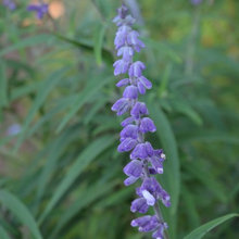 Plants for color