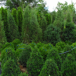 PLANT MATERIALS - Products