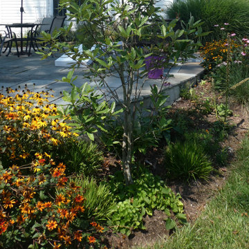 Colorful Cone Flowers