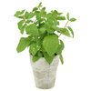Basil Spray In Brushed Antique White Clay Pot