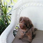 Foto von Rochelle Foote