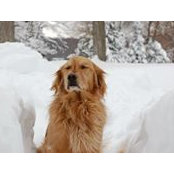 Geoffrey Mansfield's photo