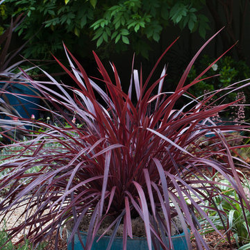 ‘Design-A-Line’ Cordyline Cordyline 'Design-a-Line Burgundy' PPAF