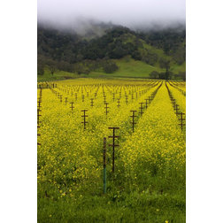 Contemporary Fine Art Prints "Mustard Between The Vines" Limited Edition, Photograph